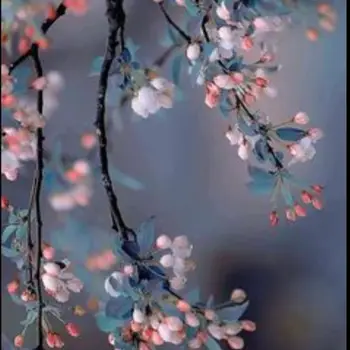 Akshat Tiwari Maths Home Tutor in IIM Road Lucknow with 4 Years Experience