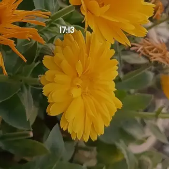 Janhevi Maths Home Tutor in Kalyanpur Lucknow with 4 Years Experience