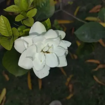 Priyesh Mishra Maths Home Tutor in Hazratganj Lucknow with 1 Years Experience