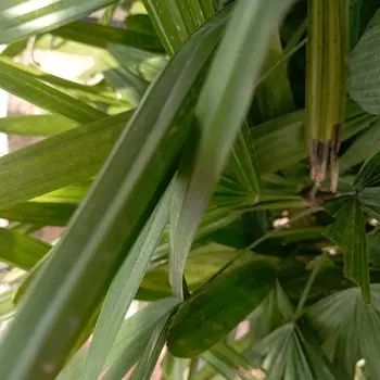 Ambika Tutor From Vikalp Khand Lucknow