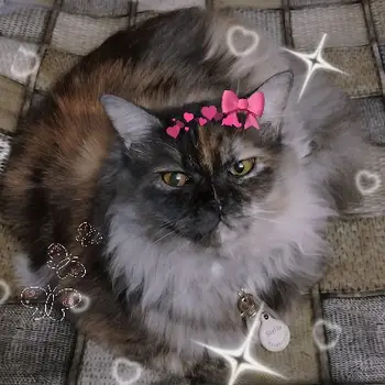 Anam Khan Biology Home Tutor in Kursi Road Lucknow with 6 Years Experience