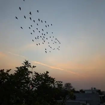 Antika Nathani Maths Home Tutor in Jankipuram Lucknow with 2 Years Experience